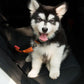 SafePaws Adjustable Dog Car Seat Belt - Pawsfecto